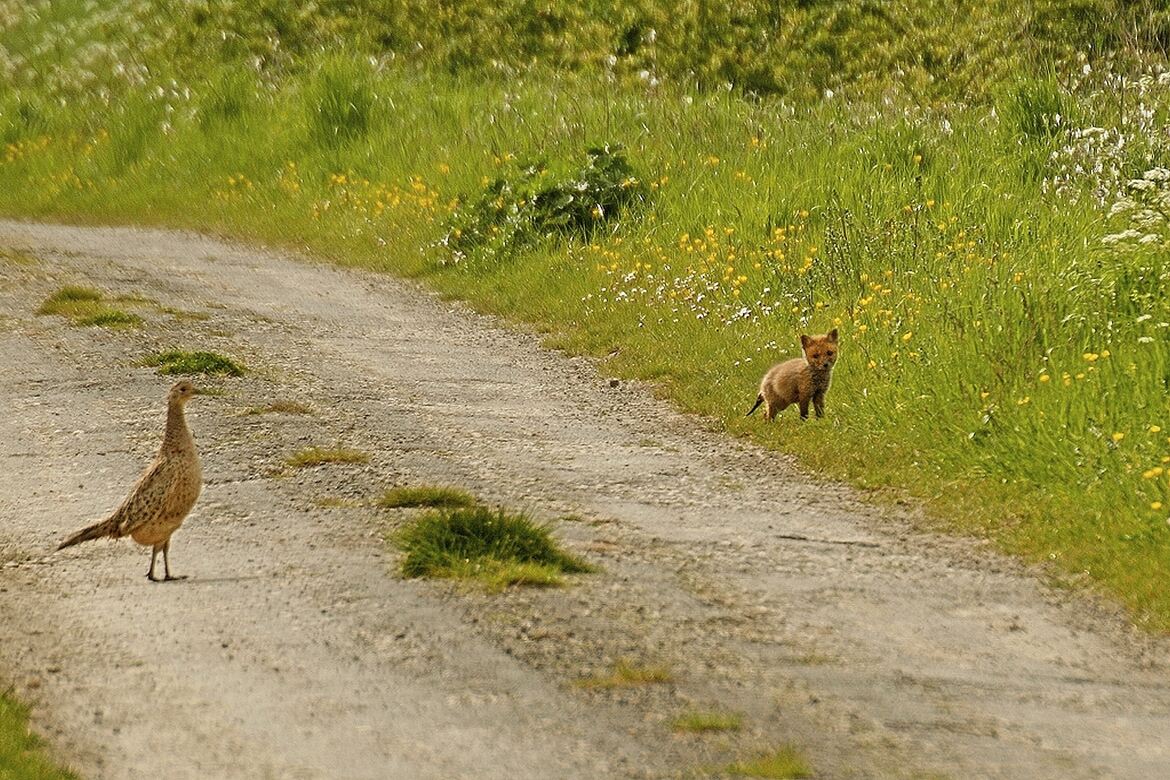 Le renardeau et le faisan