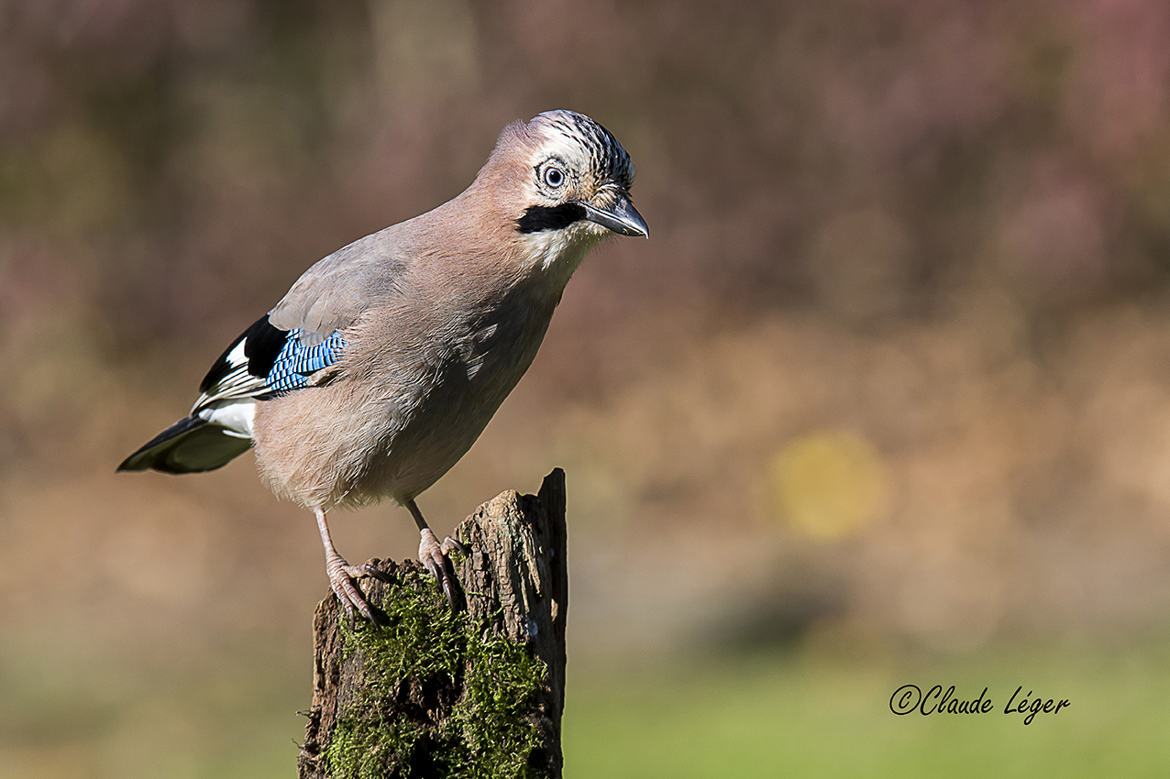 Visiteur du jardin