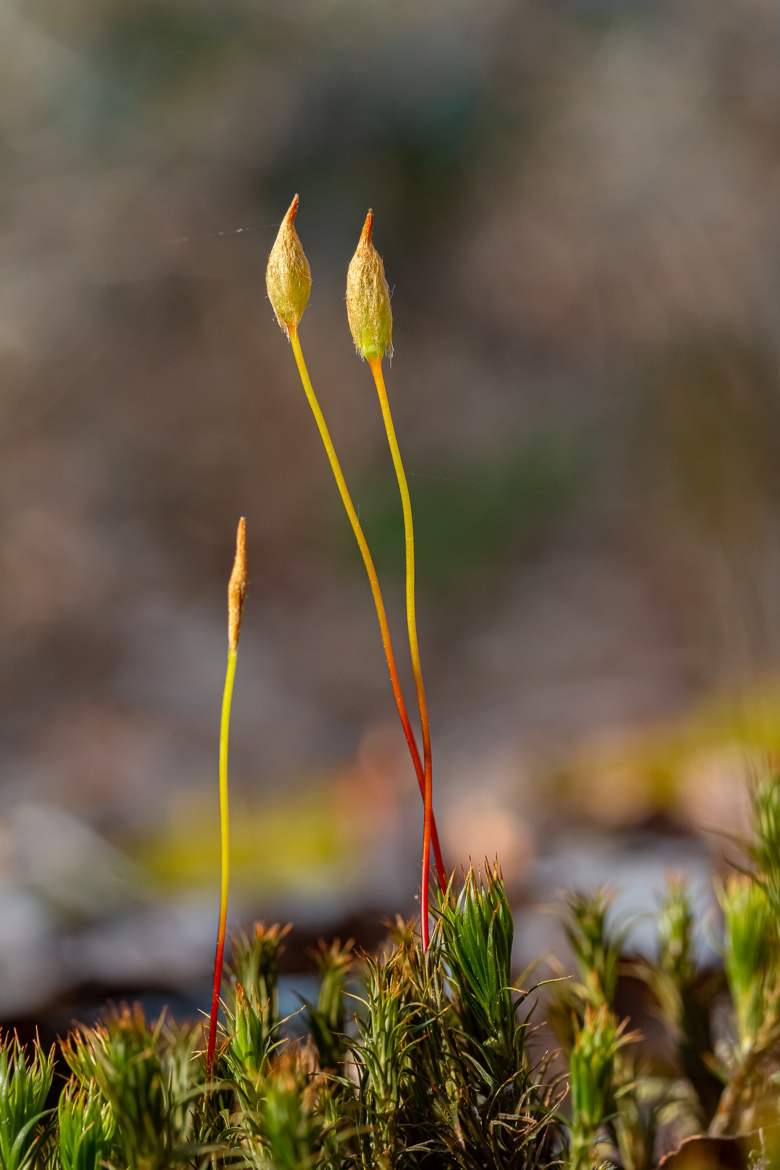 Sporophytes (2)