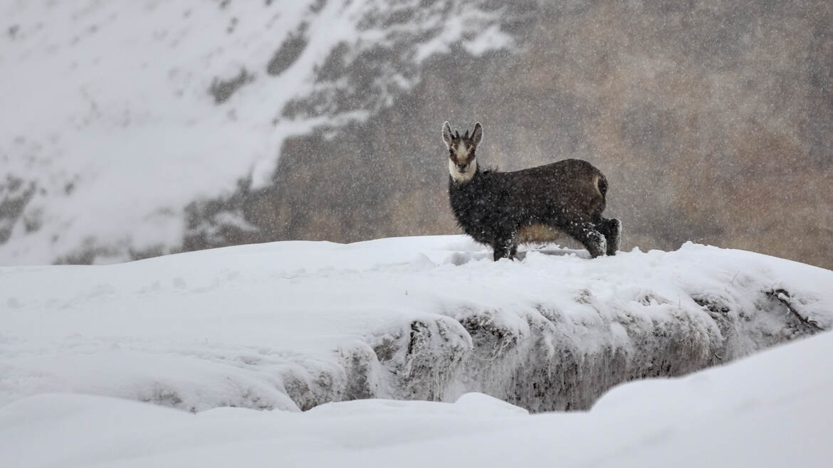 En montagne l'hiver n'a pas dit son dernier mot II
