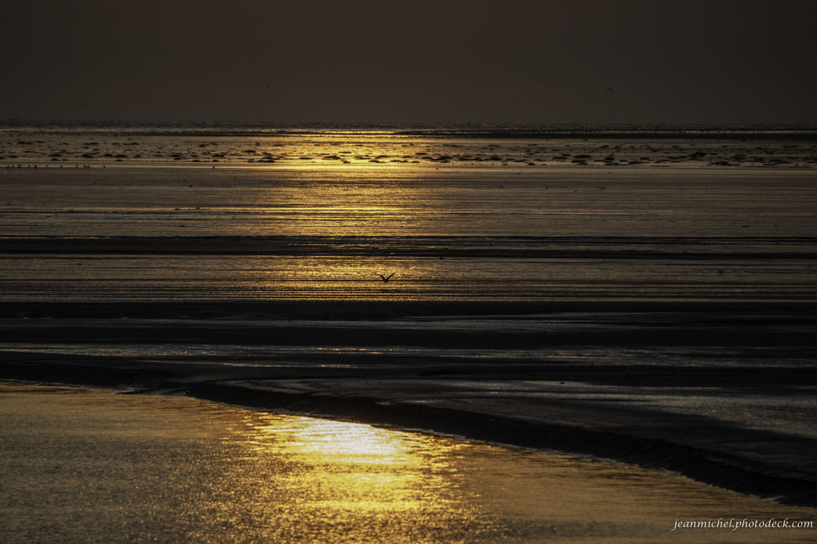 L'oiseau du reflet