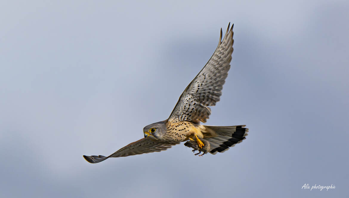 faucon crecerelle