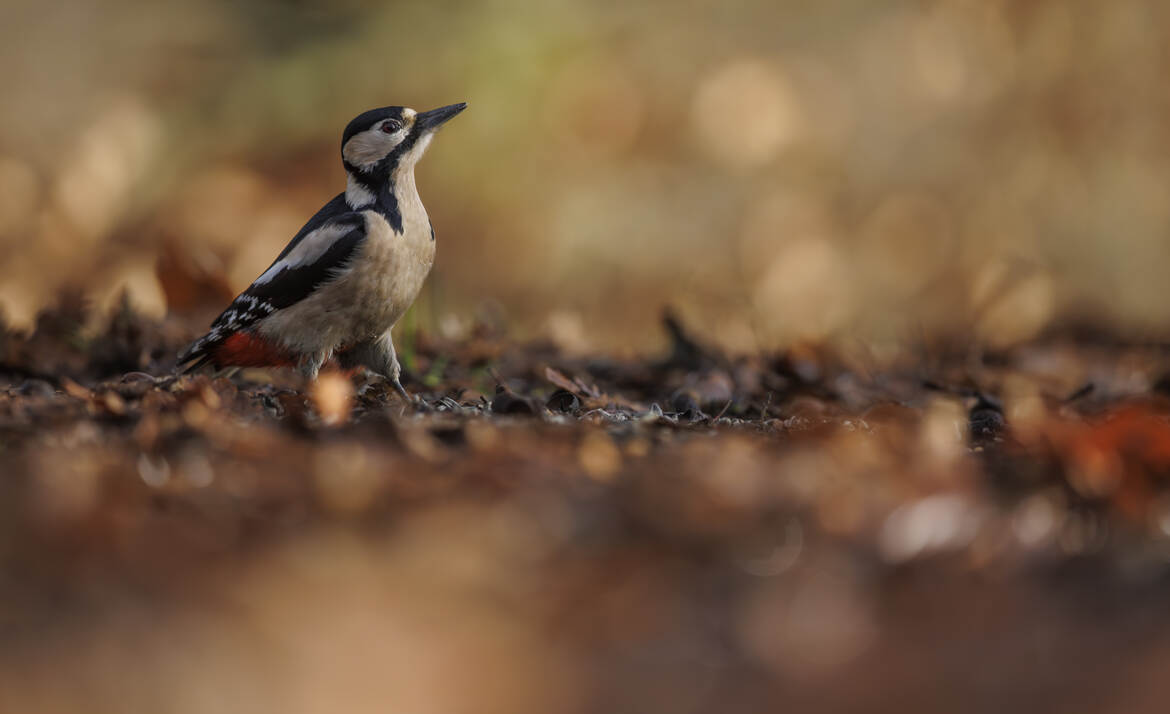 Vivement le printemps