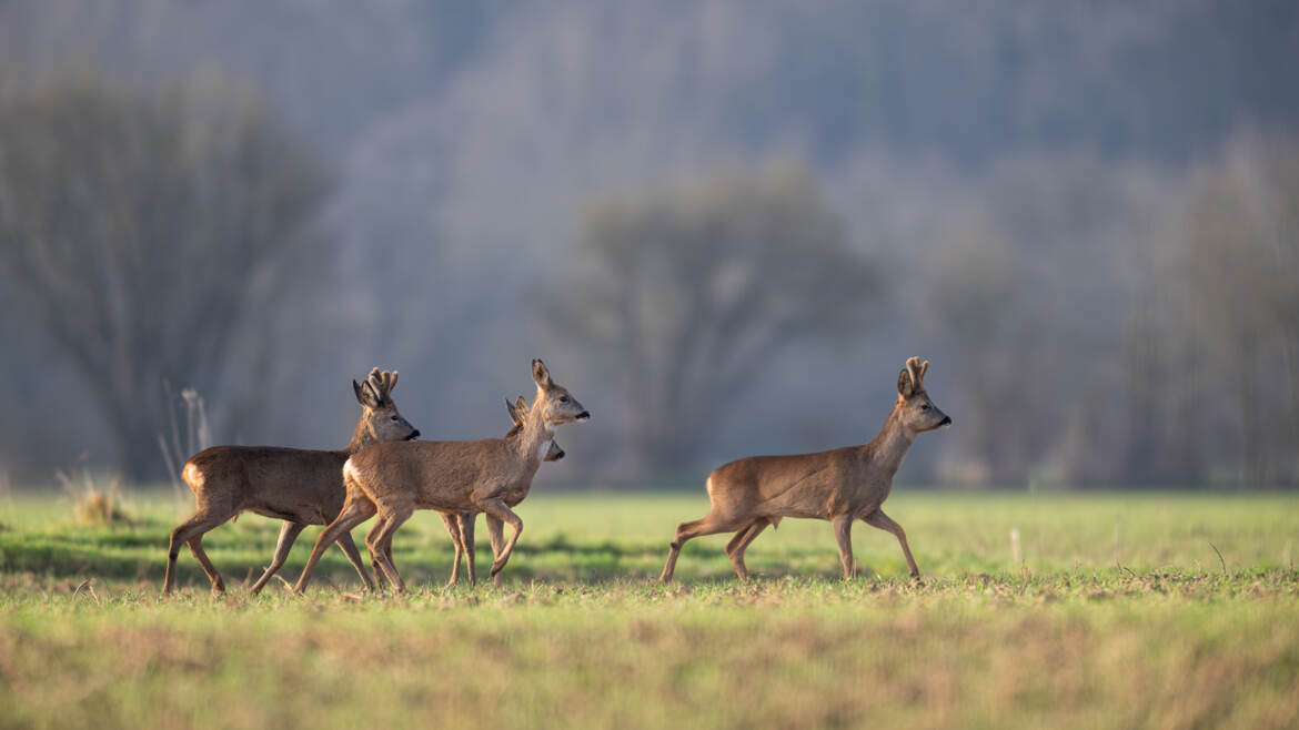 Chevrettes sous bonne escorte
