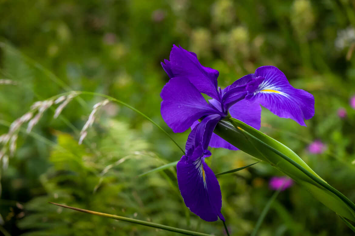 Un iris de montagne