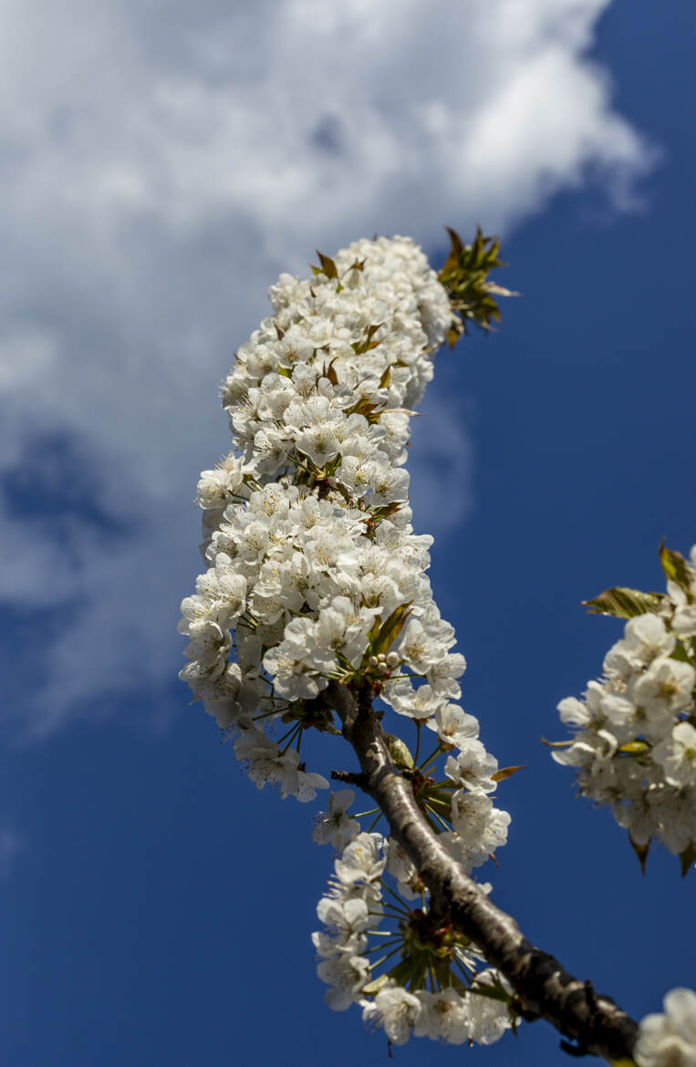 Cerisier en fleur II