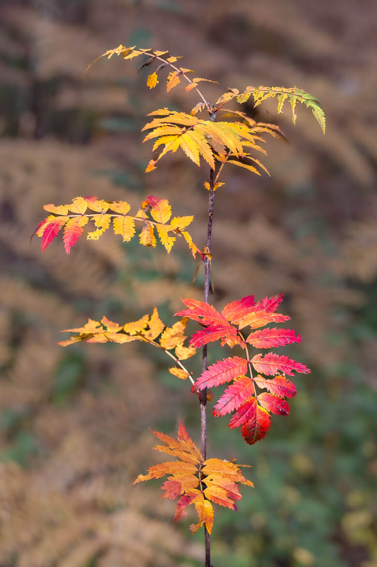 Couleurs d'automne 3