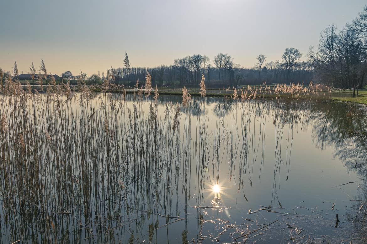 Soleil et roseaux