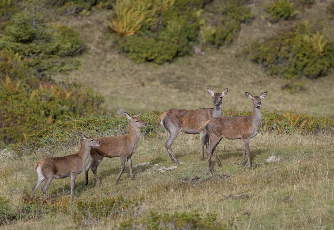 Petite famille