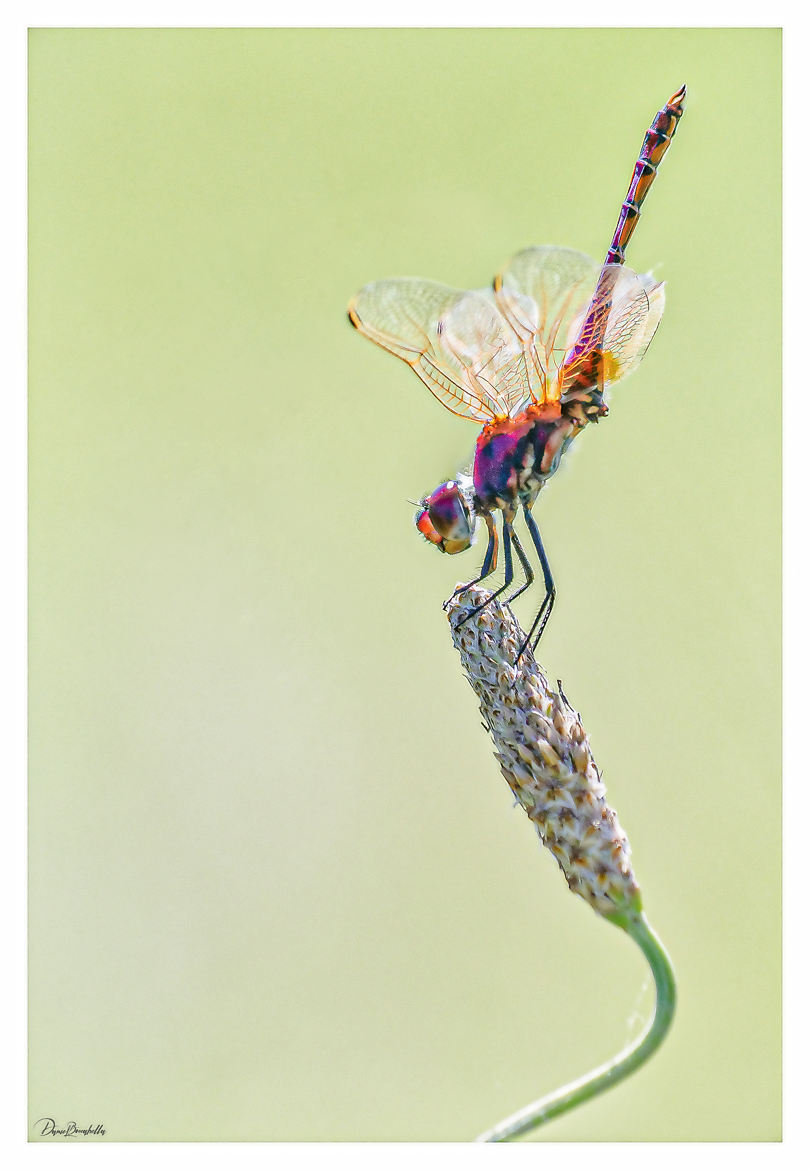 Trithemis pourpré