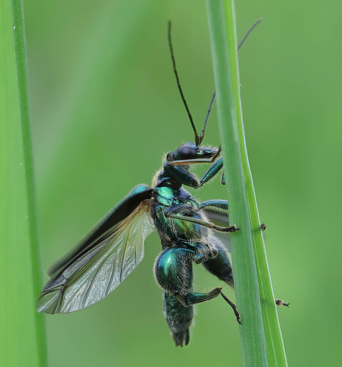 L'insecte bodybuilder