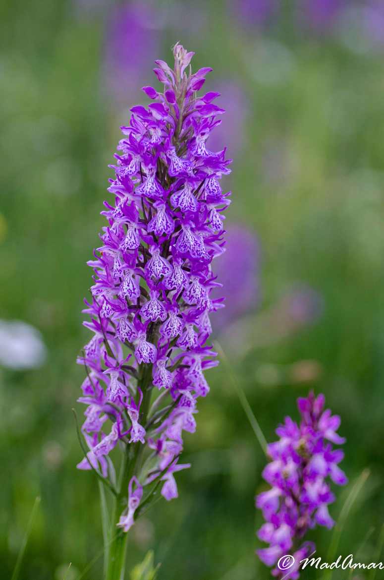 Dactylorhiza d'Algérie