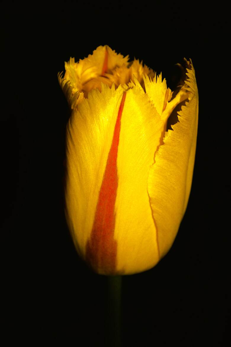 Dans la nuit profonde ressort cette tulipe