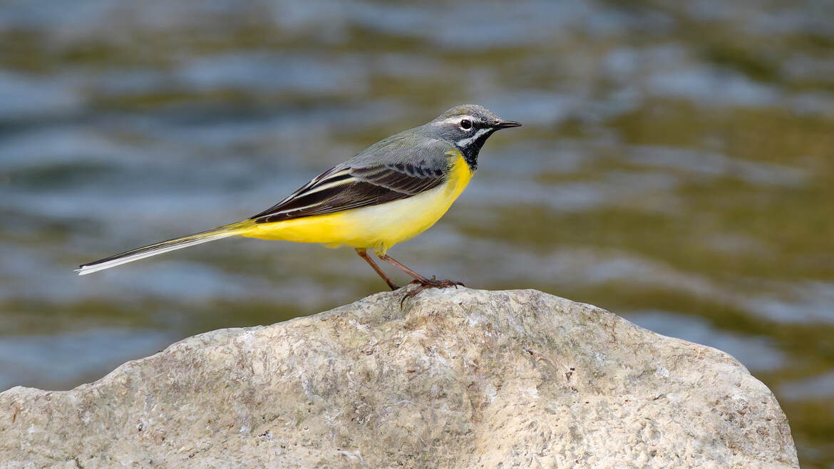 Bergeronnette des ruisseaux