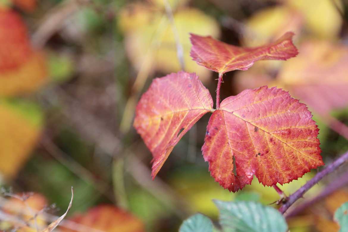 Chanson d'automne