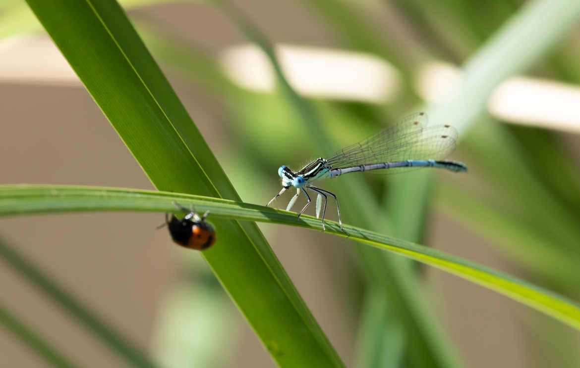 Libellule & coccinelle