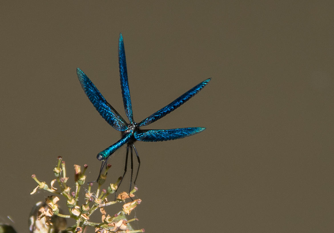 Les ailes de demoiselle ...