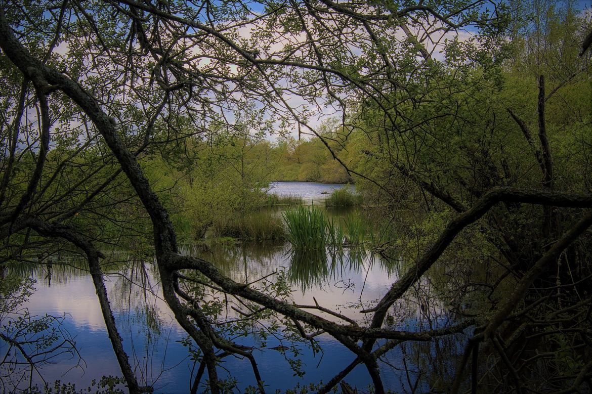 marais du grand Hazé (2)