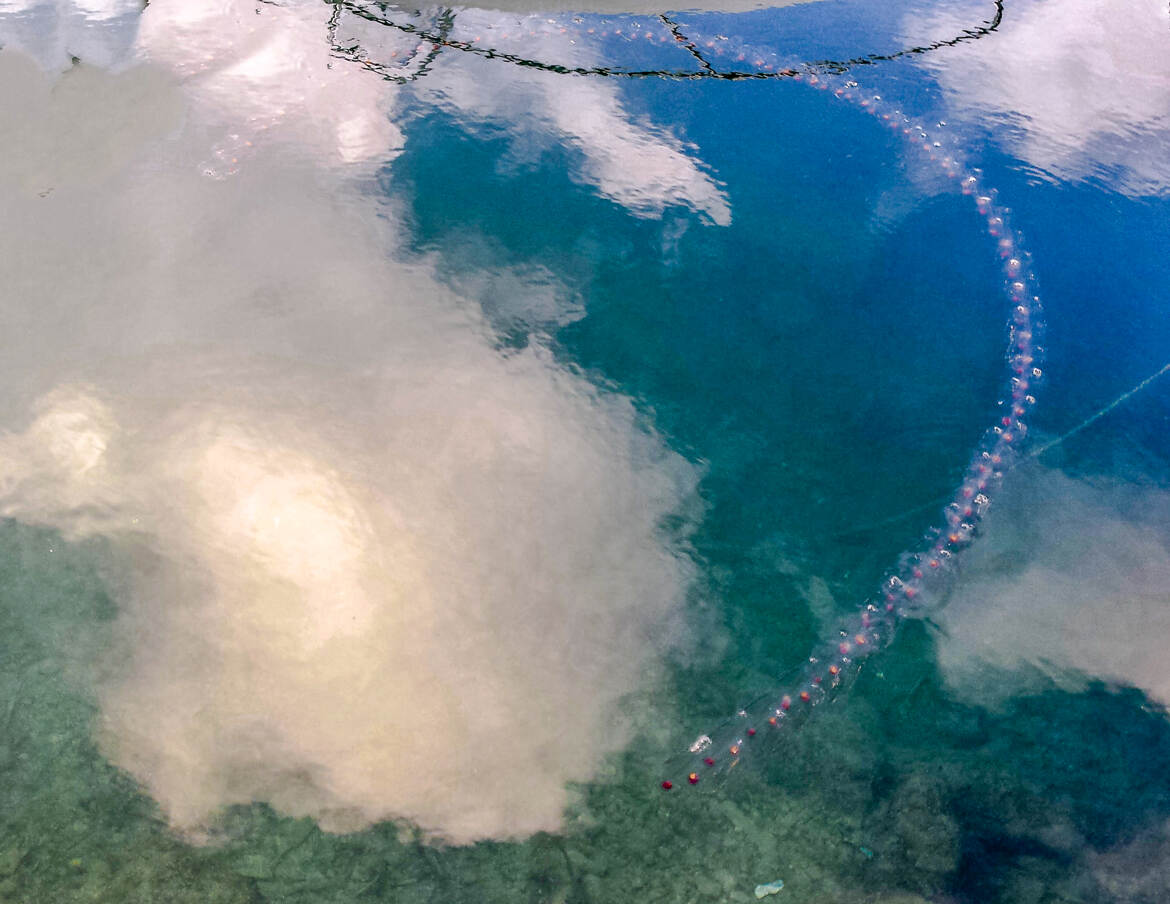 La ronde des Méduses