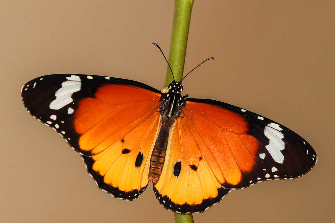 Orange-papillon