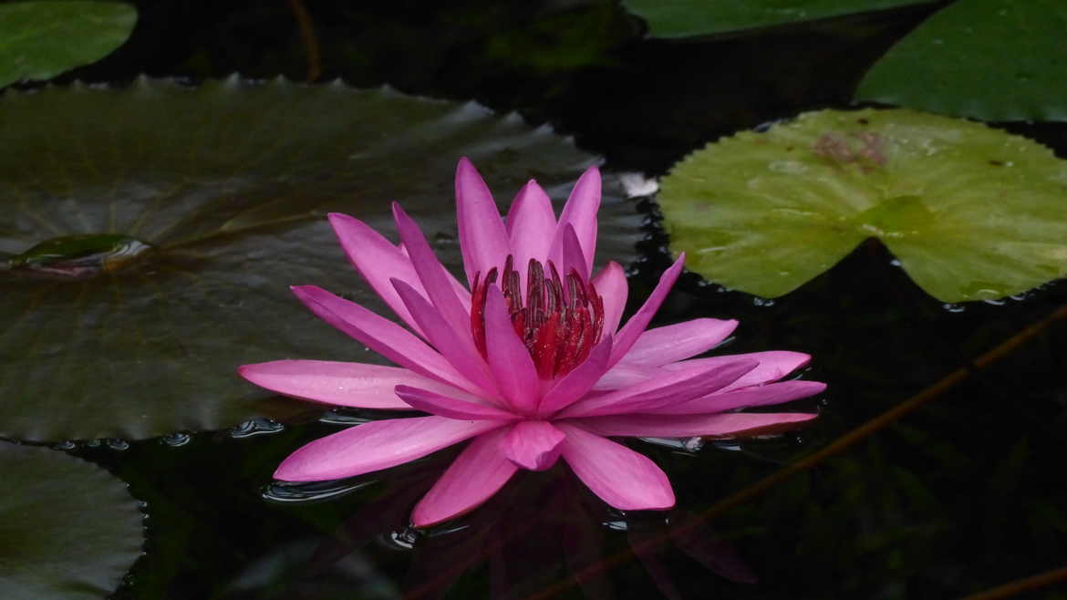 Lotus