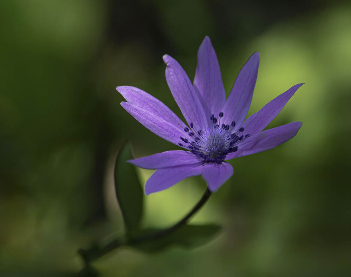 COEUR DE BOIS EN FLORAISON