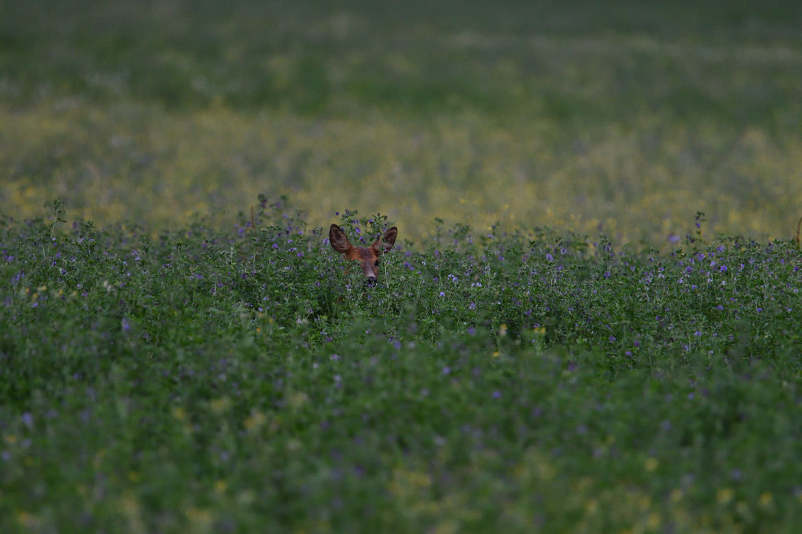 Jeune dans un champ de lin en fleurs