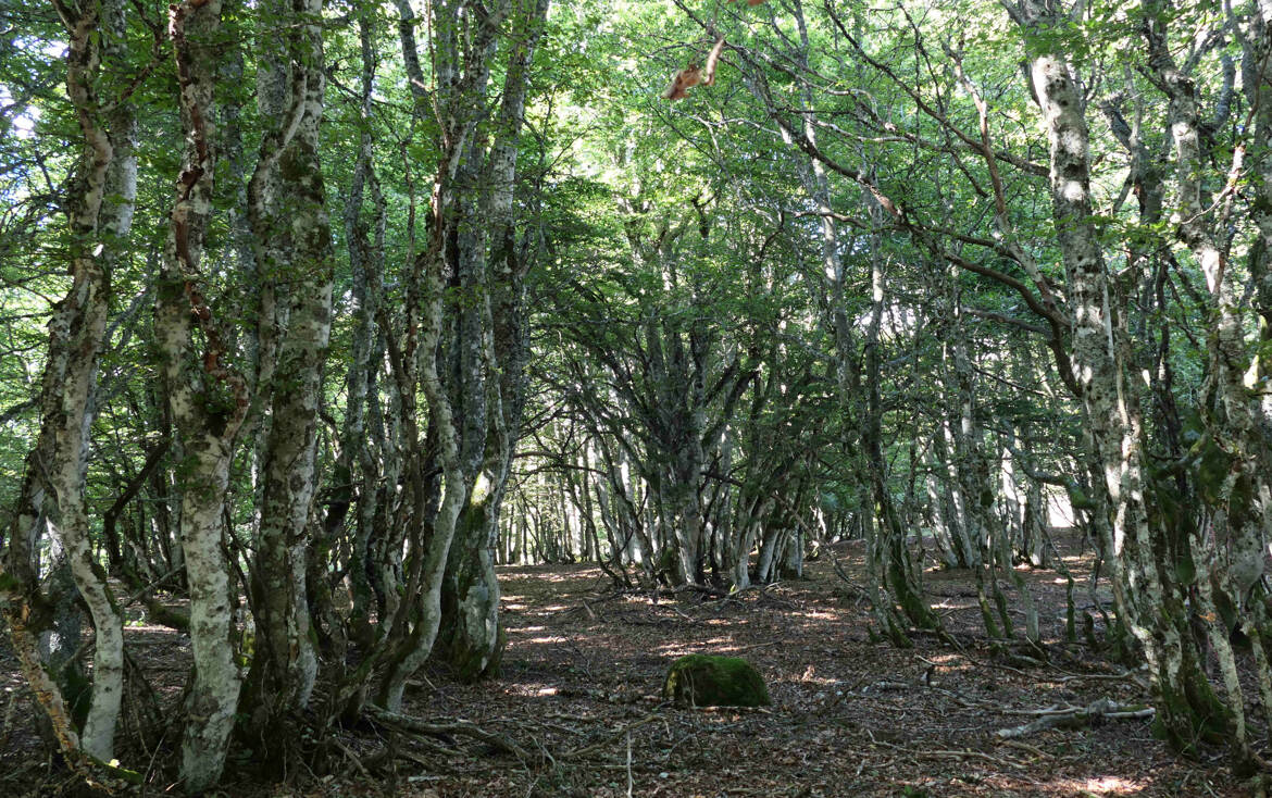 Une forêt extraordinaire VERSION 4