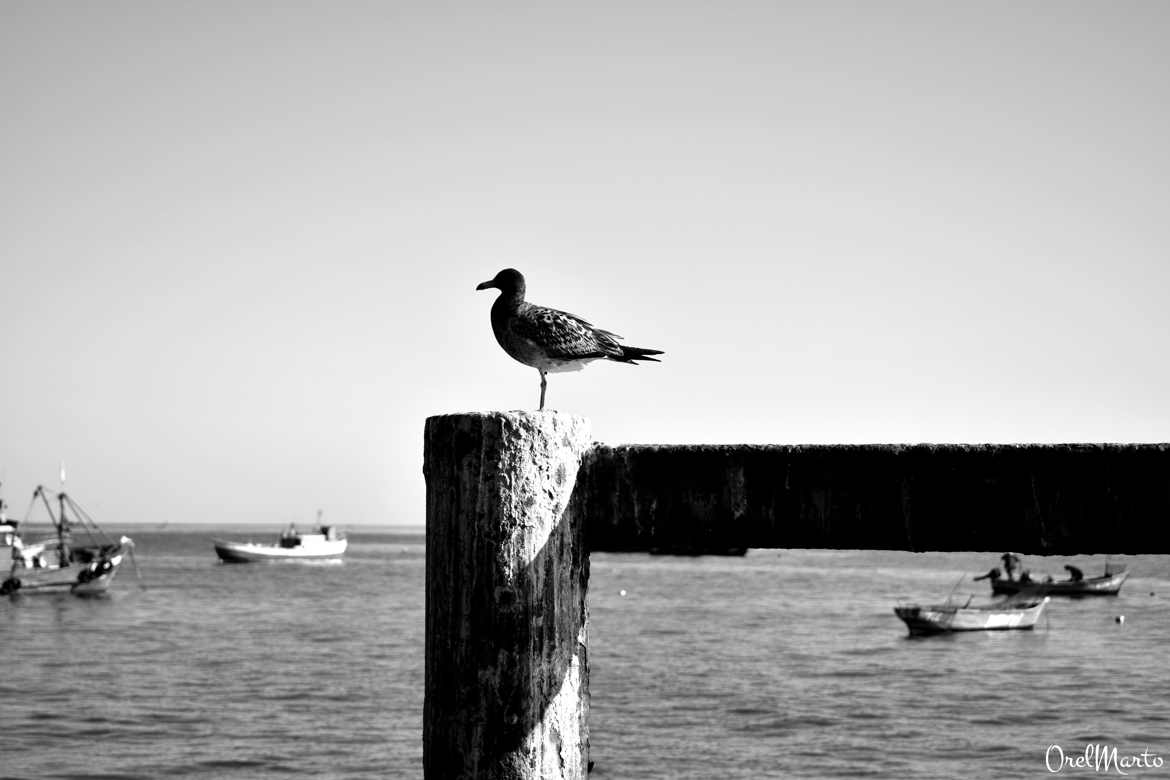 La mouette de Taltal