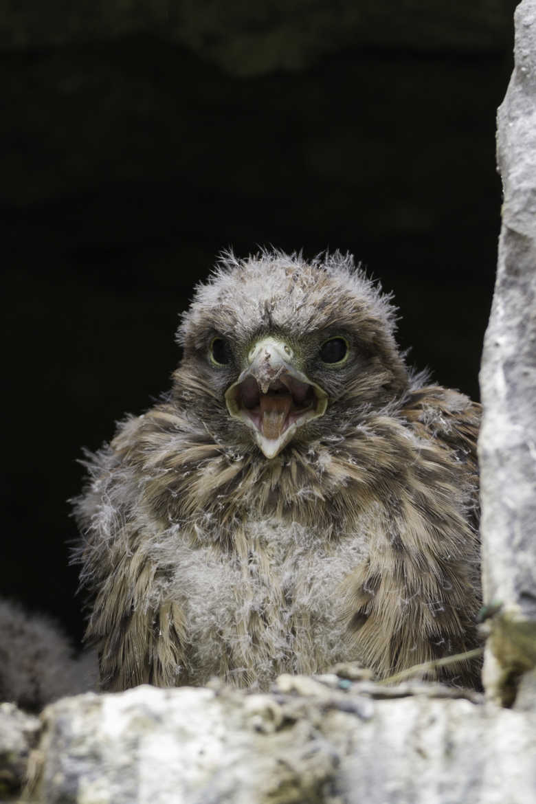 Faucon crécerelle - Falco tinnunculus