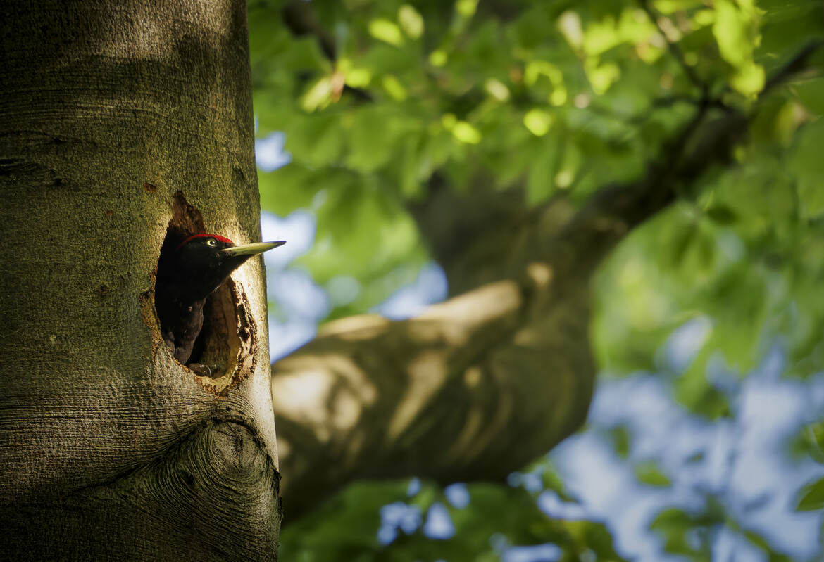 L’as de pic, qui pique le cœur