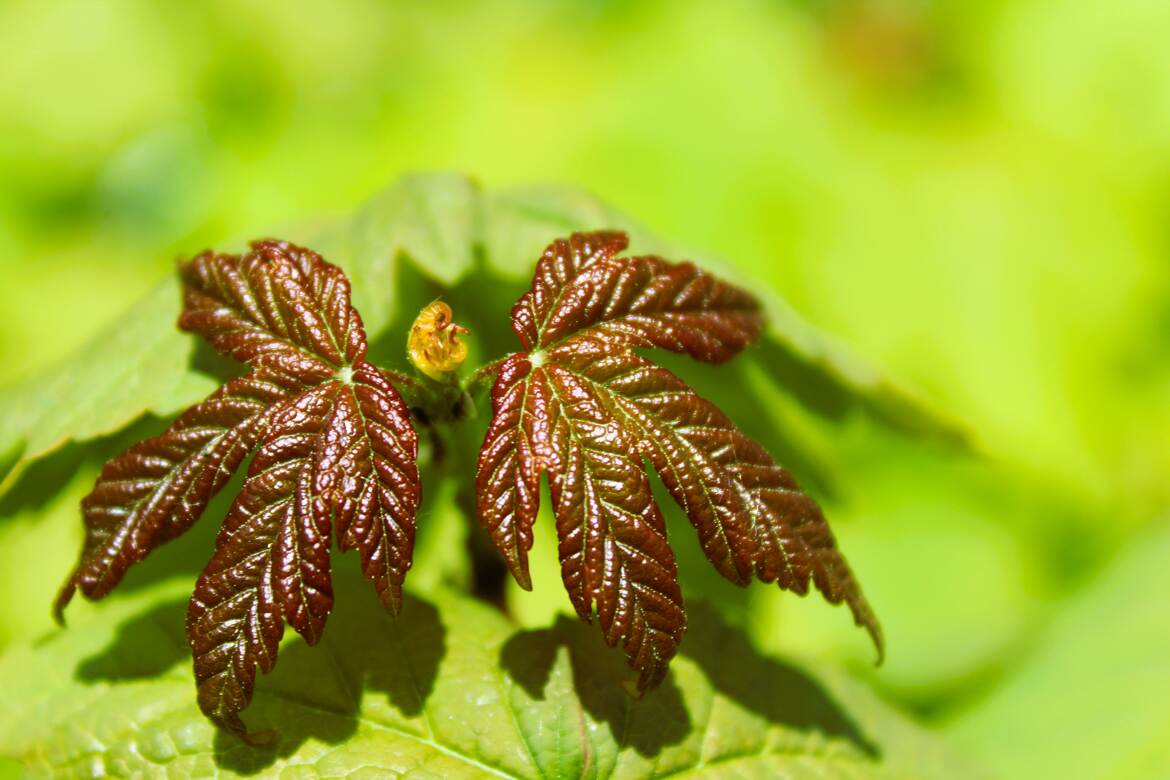 La nature simplement