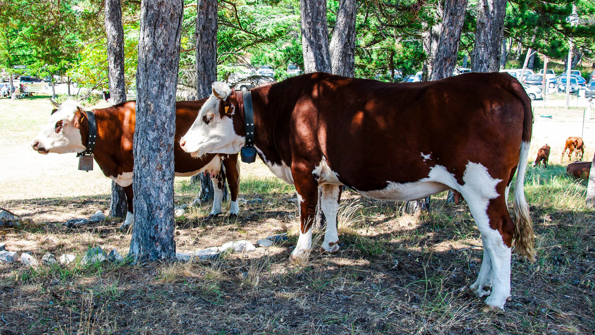 La vache Margueritte