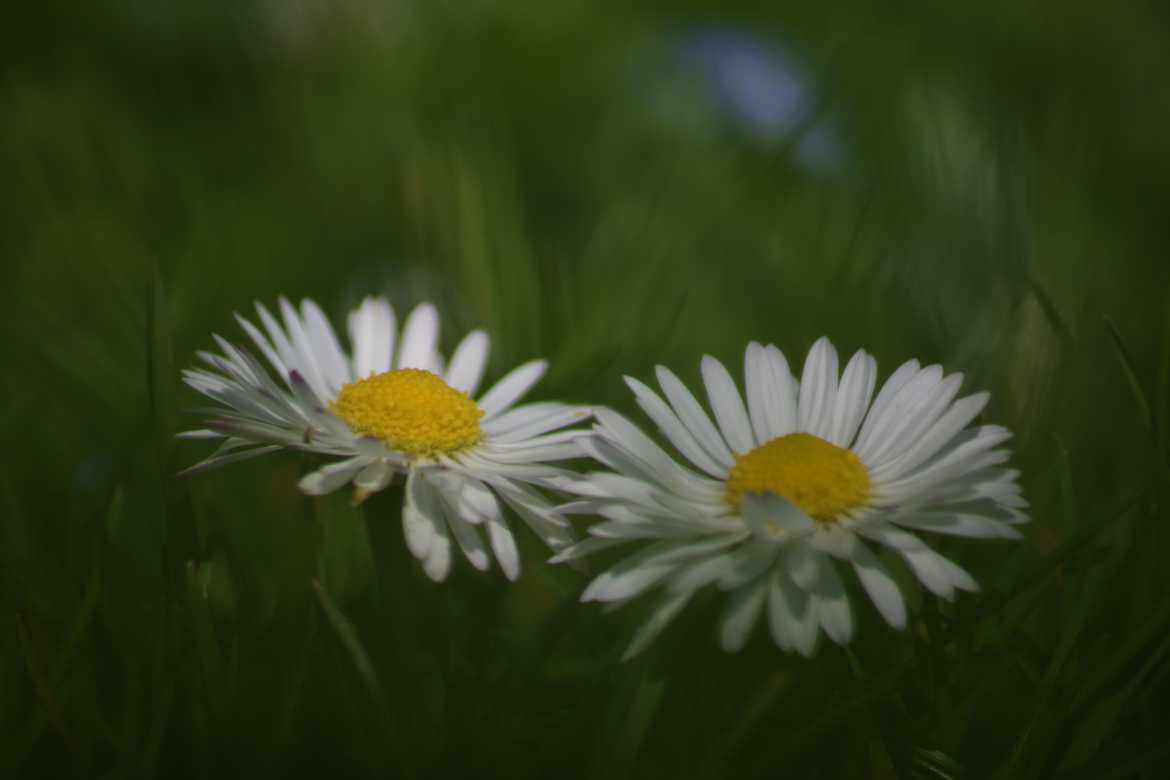 Duo dans les herbes