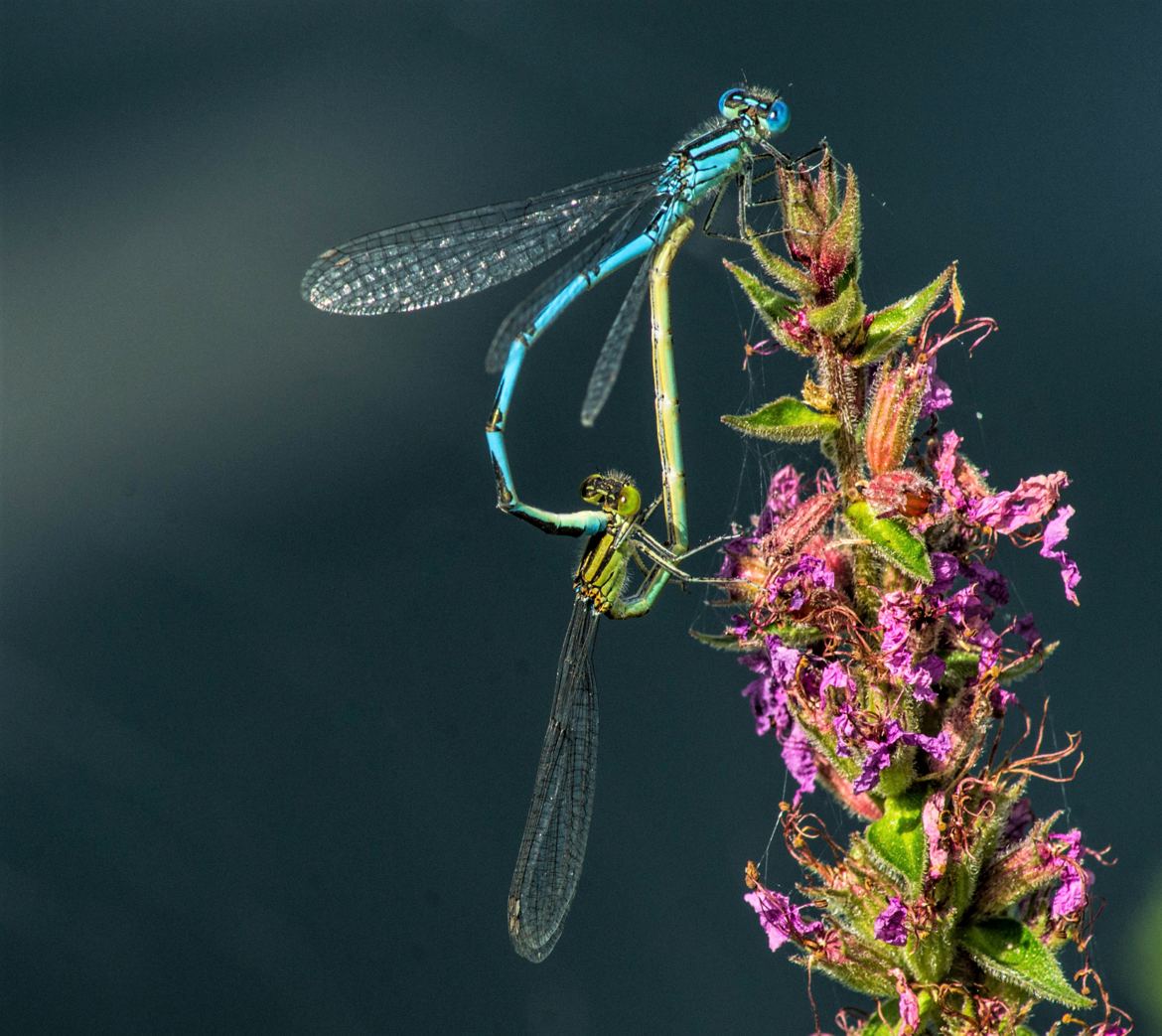 Accouplement libellules