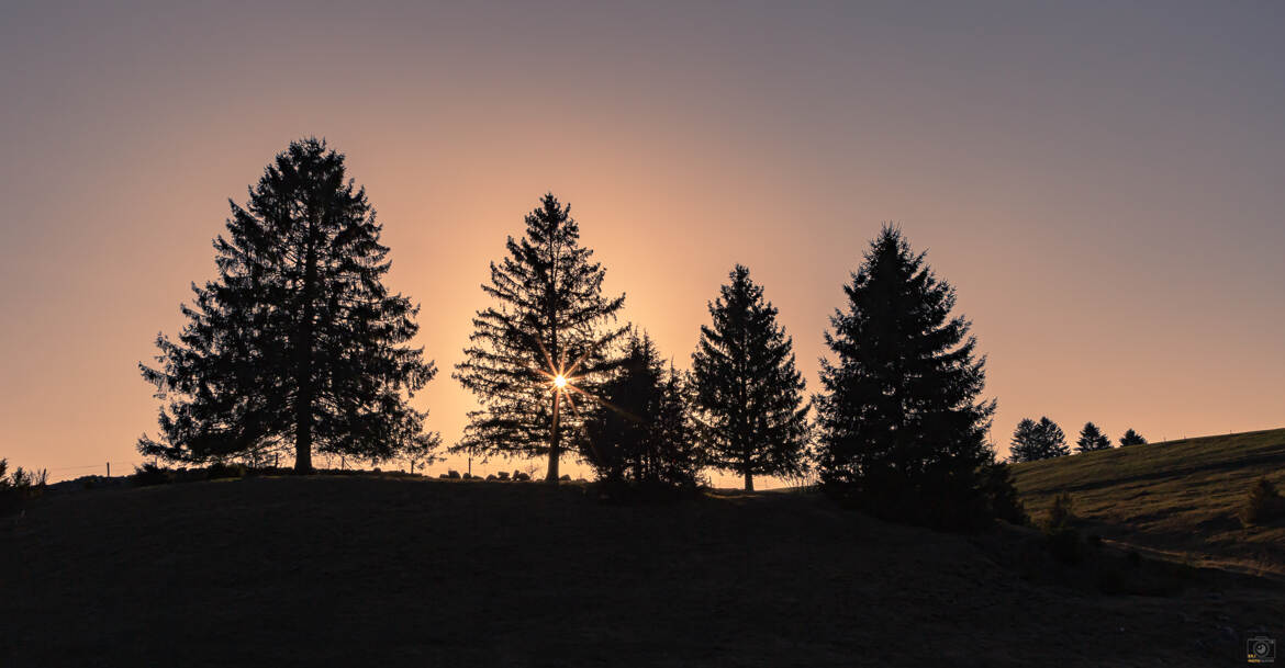 Derrière les sapins