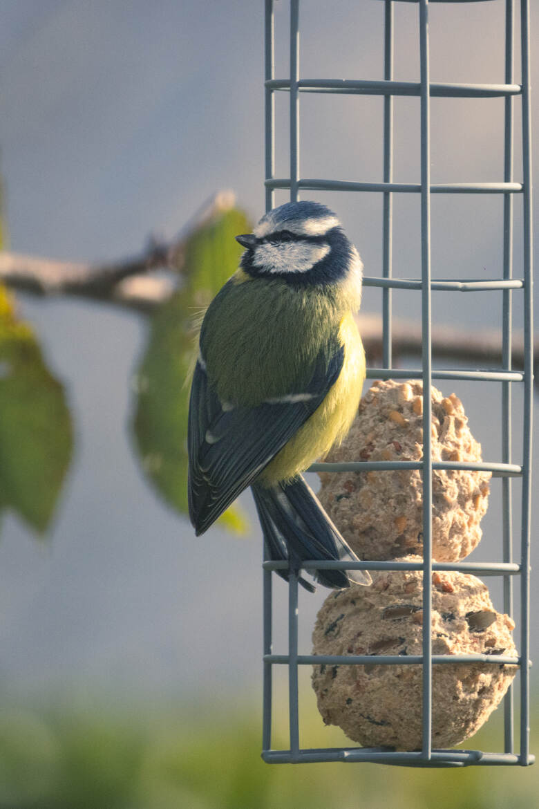 derniers rayons sur mésange