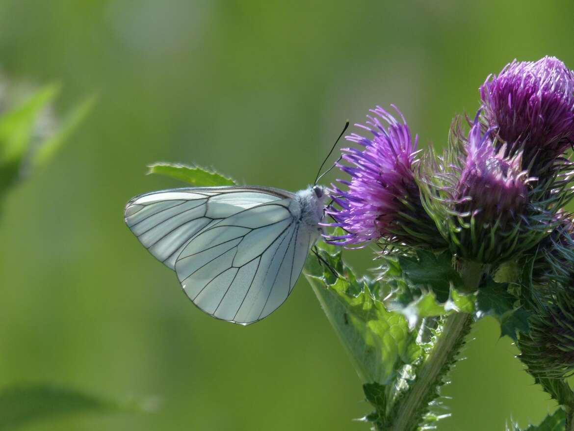 le GAZÉ ou PIÉRIDE de l'AUBÉPINE (Aporia crataegi)