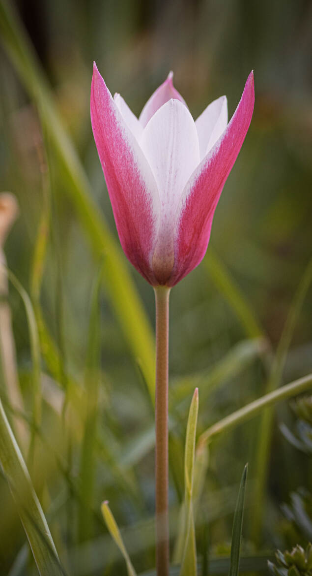 Tulipe radis