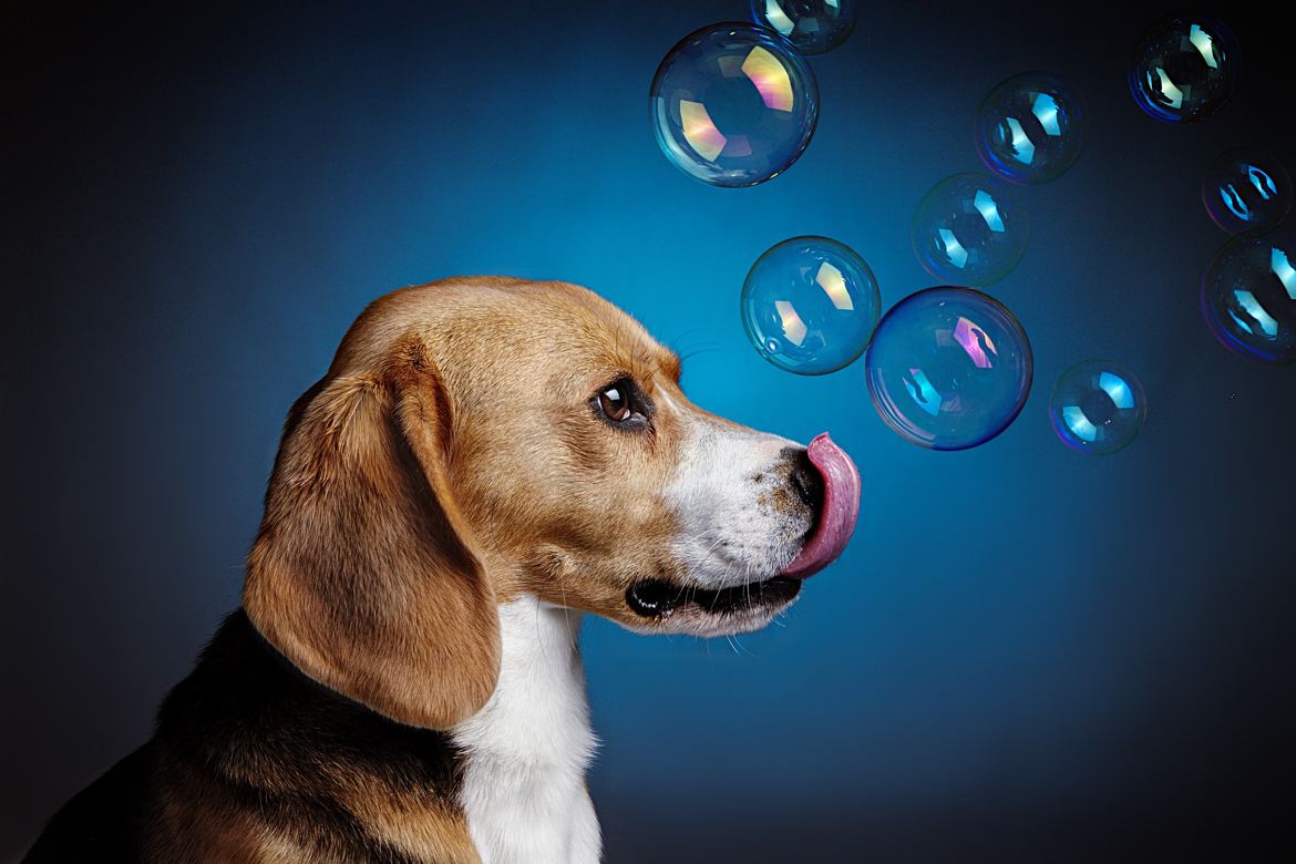 chien à bulles