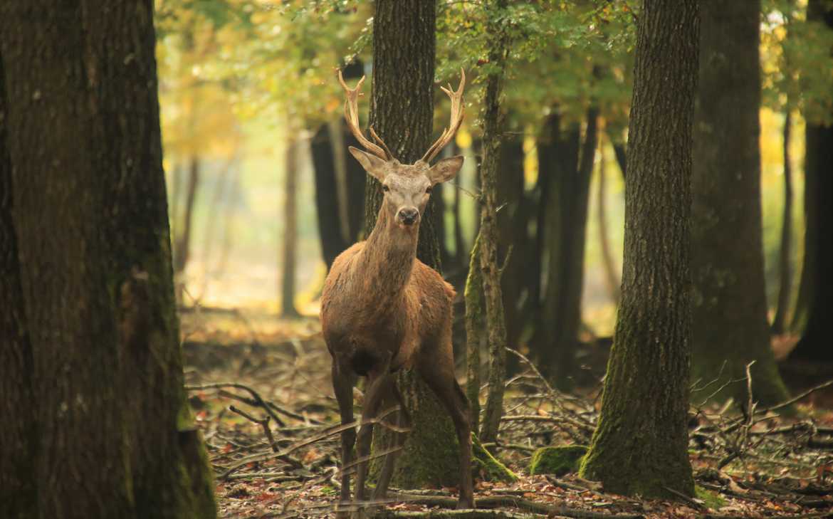 CURIEUX PAR NATURE