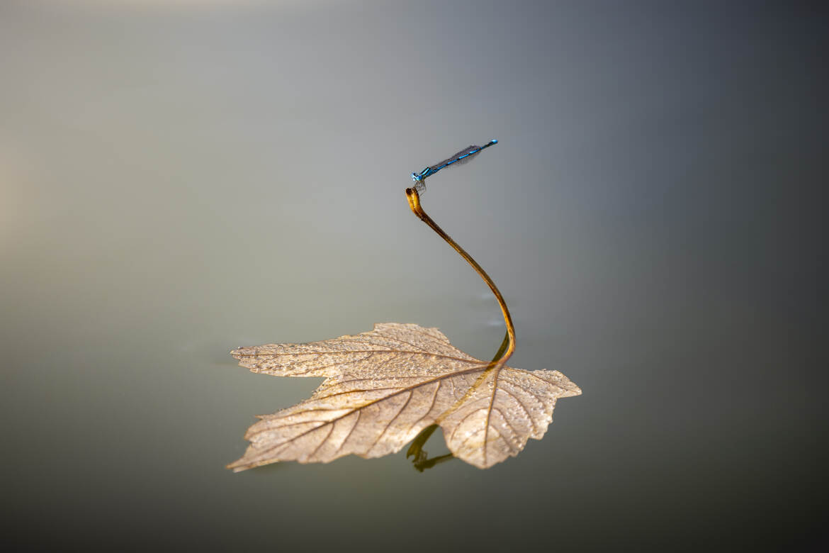 Au fil de l’eau