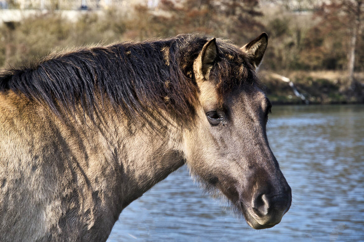 Konik