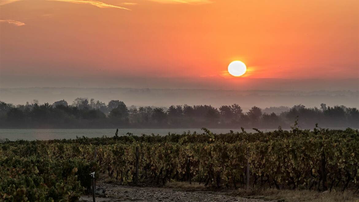 Lever de soleil en Beaujolais