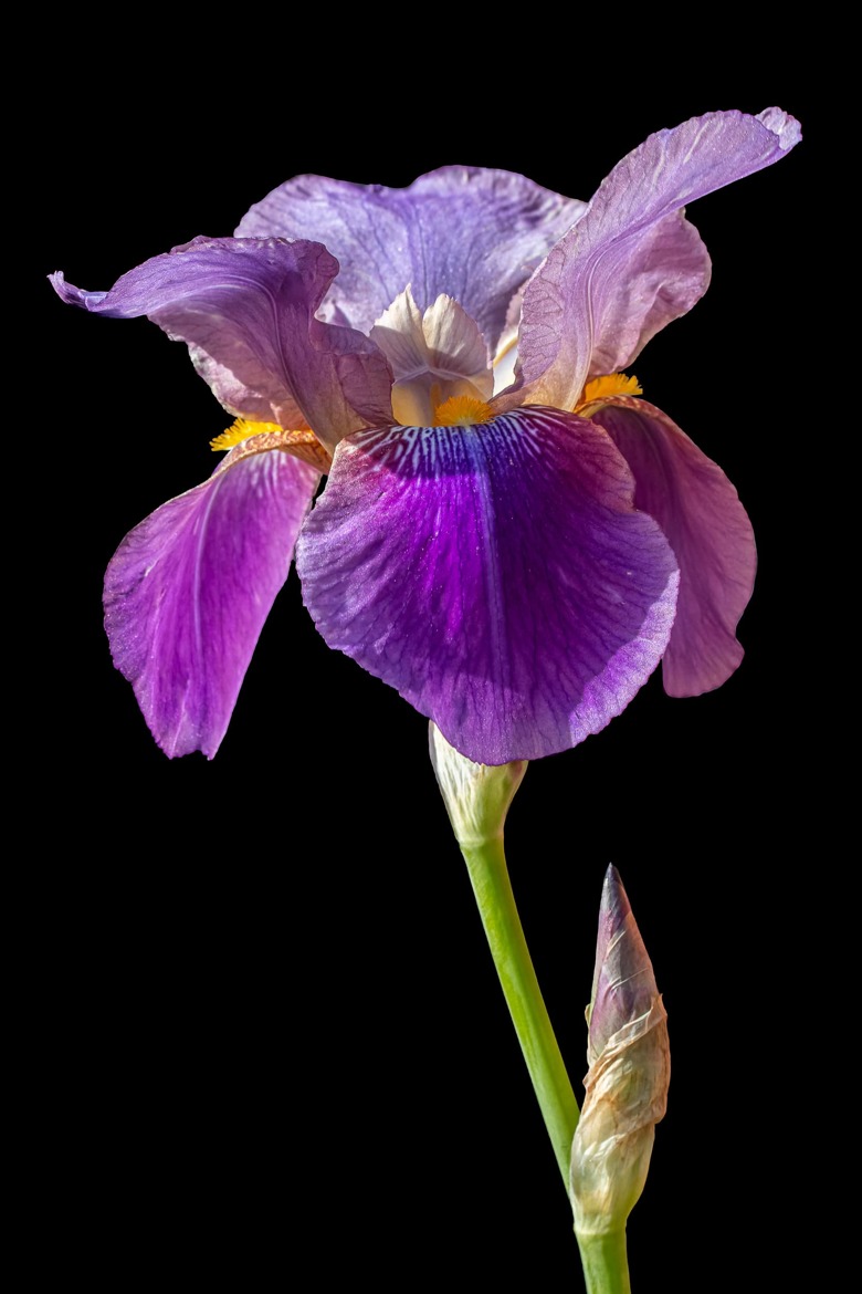 Iris germanique pas blanc