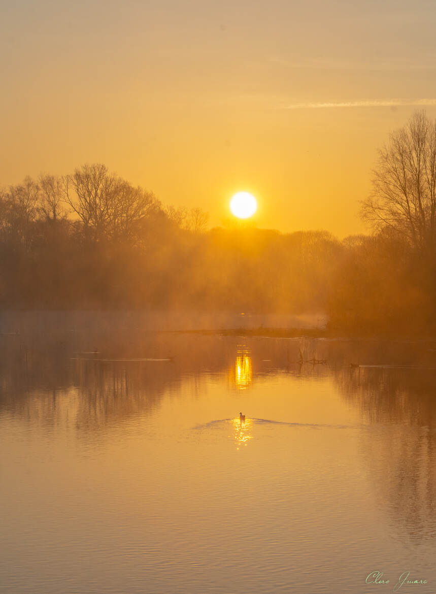 Le soleil et l'oiseau