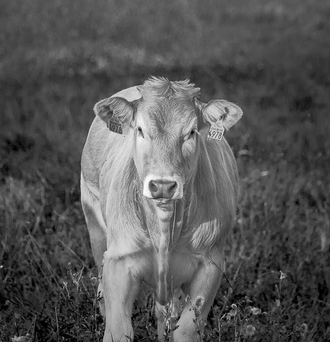 portrait de veau