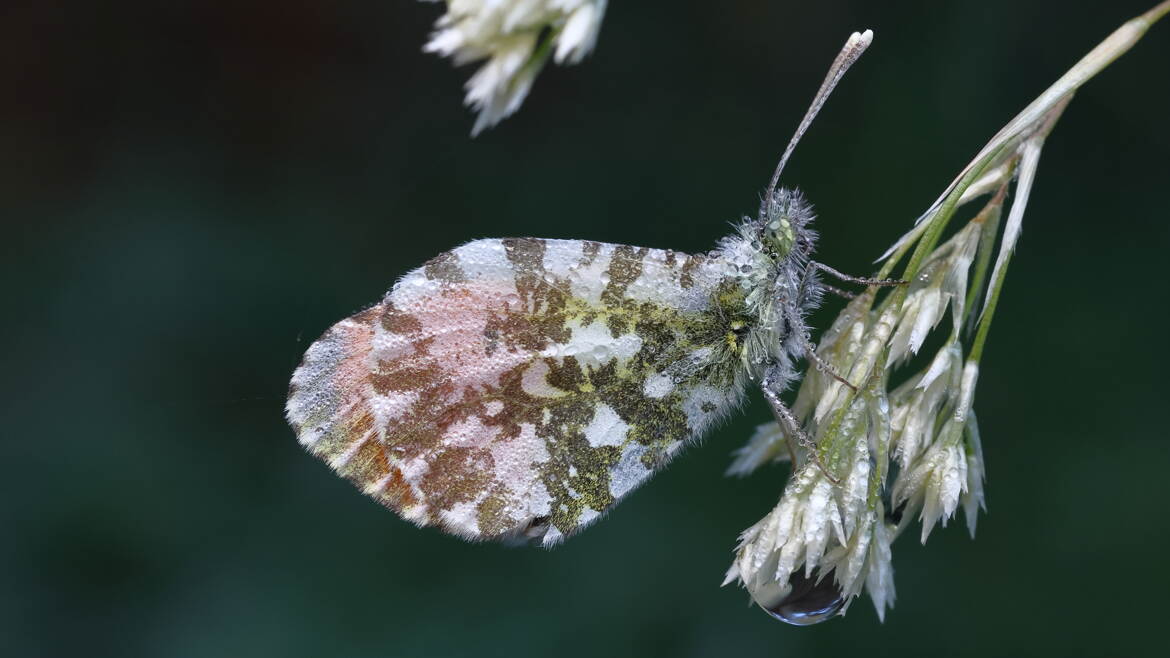Aurore sous la rosée