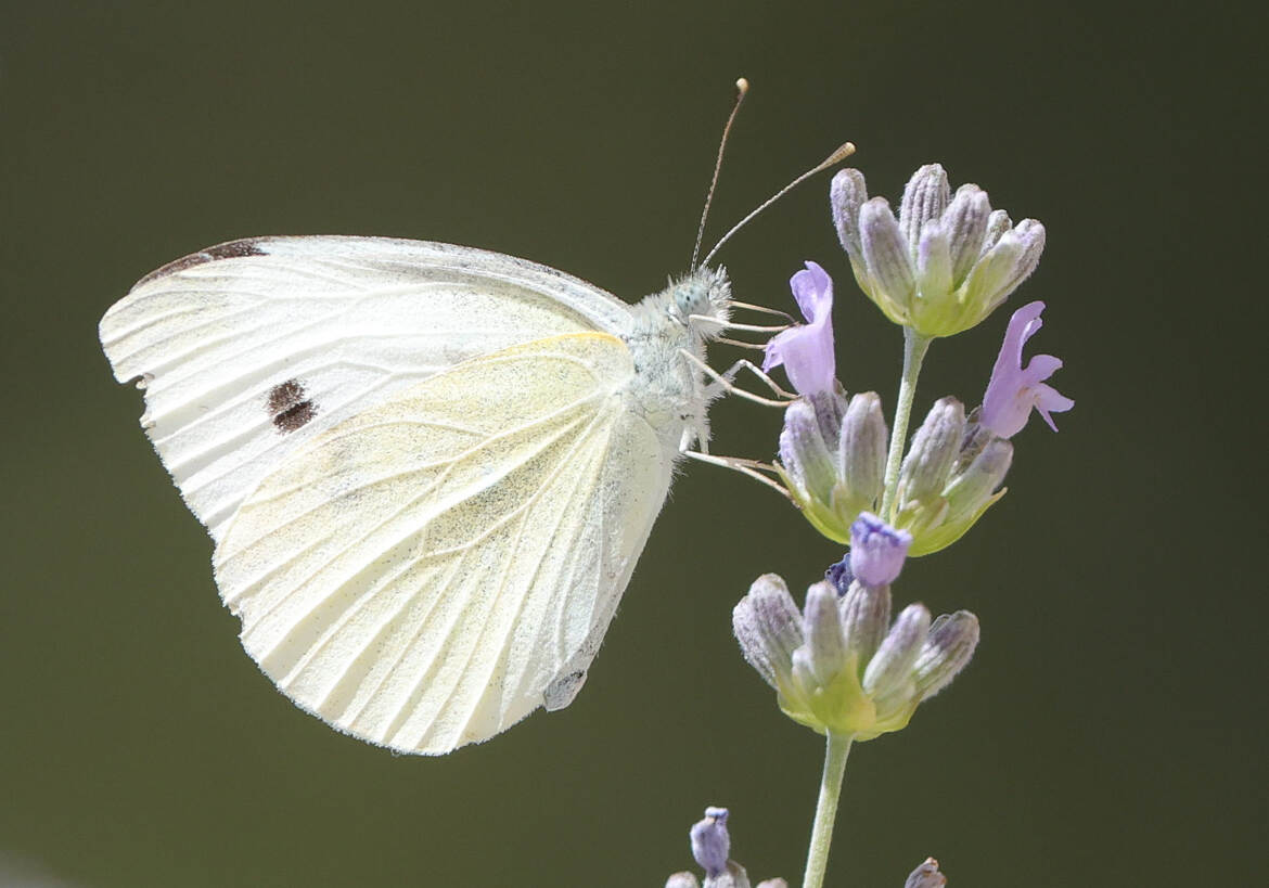 encore un papillon