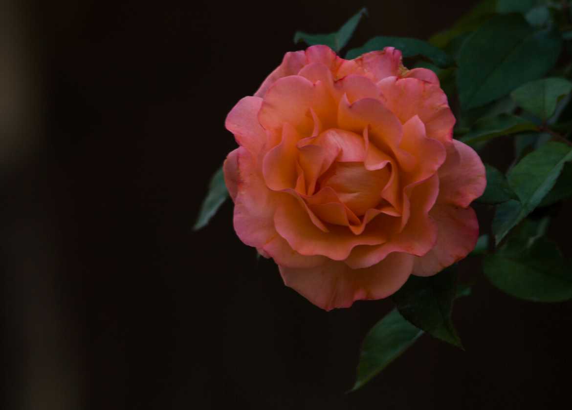 Une rose